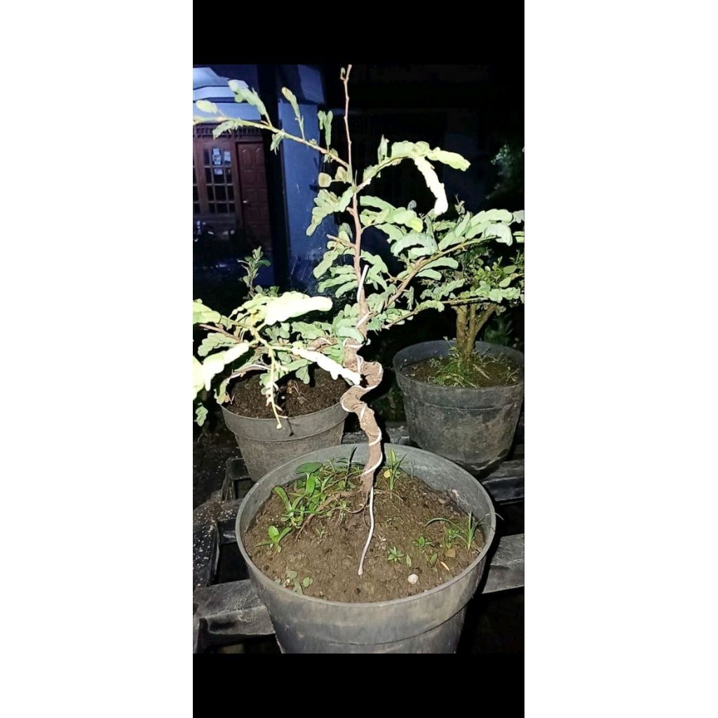 Bahan bonsai asem jawa