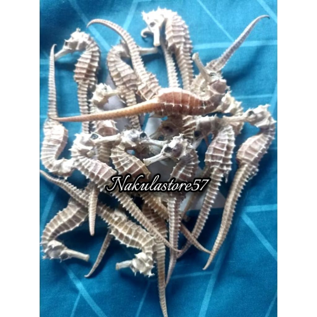 Kuda Laut Kering 100gr Asli dari Laut Jawa grade A Super