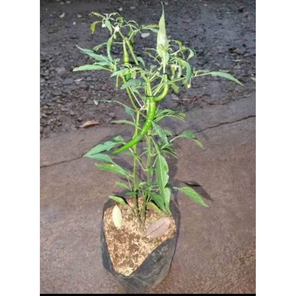 bibit cabe merah besar