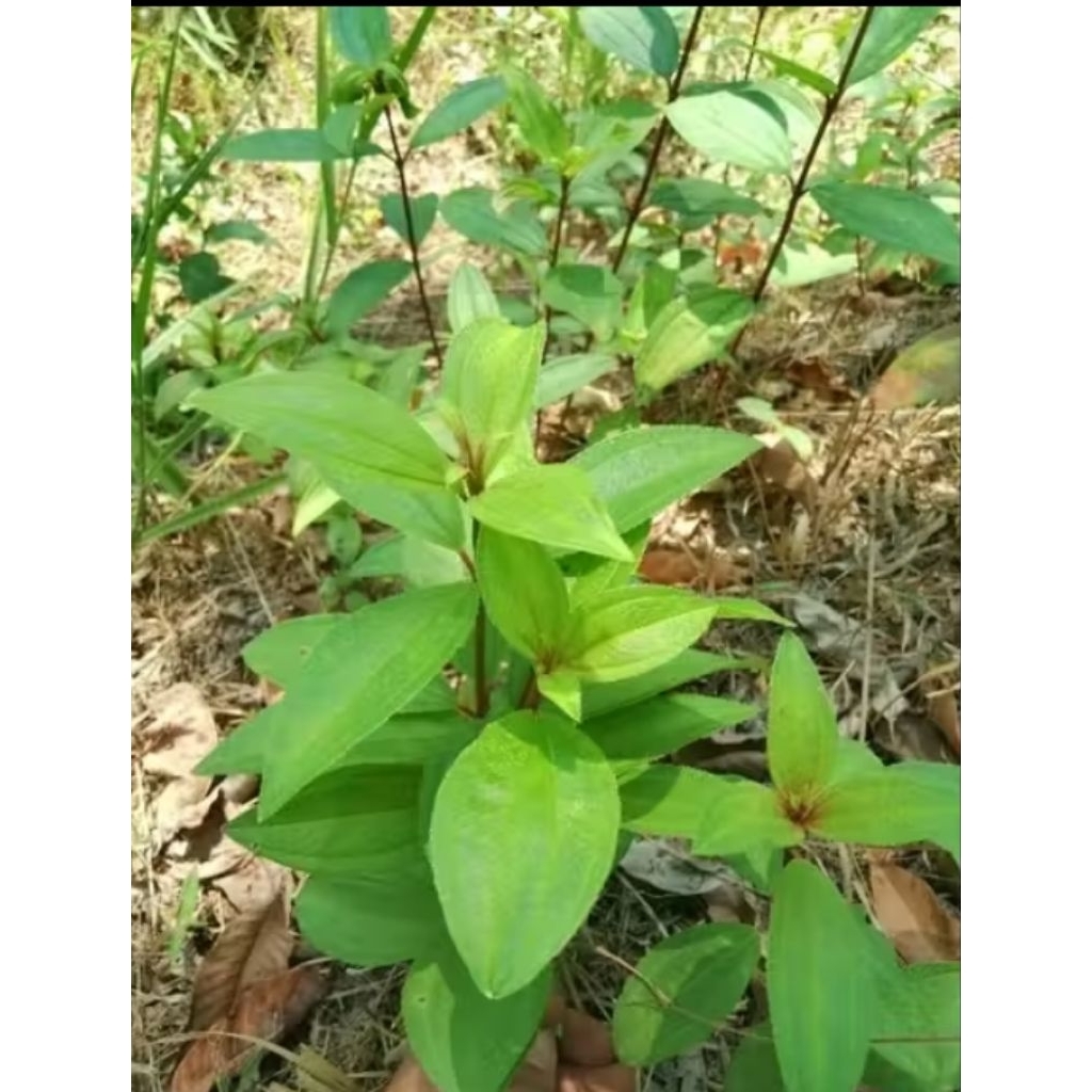 BIBIT TANAMAN SENGGANI HARENDONG/ BIBIT SENGGANI MURAH