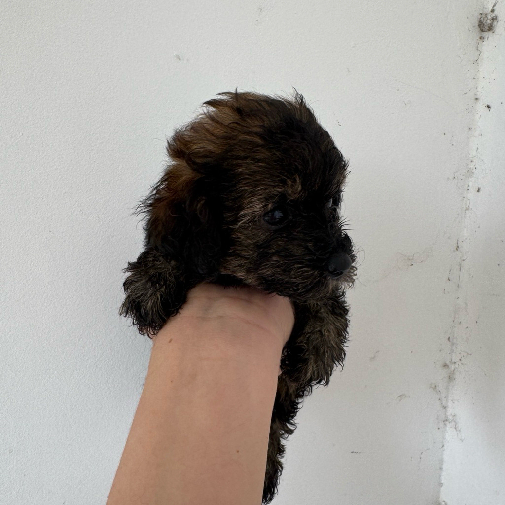 Poodle Toy Black Fawn Stambum Puppy / Puppies / Baby