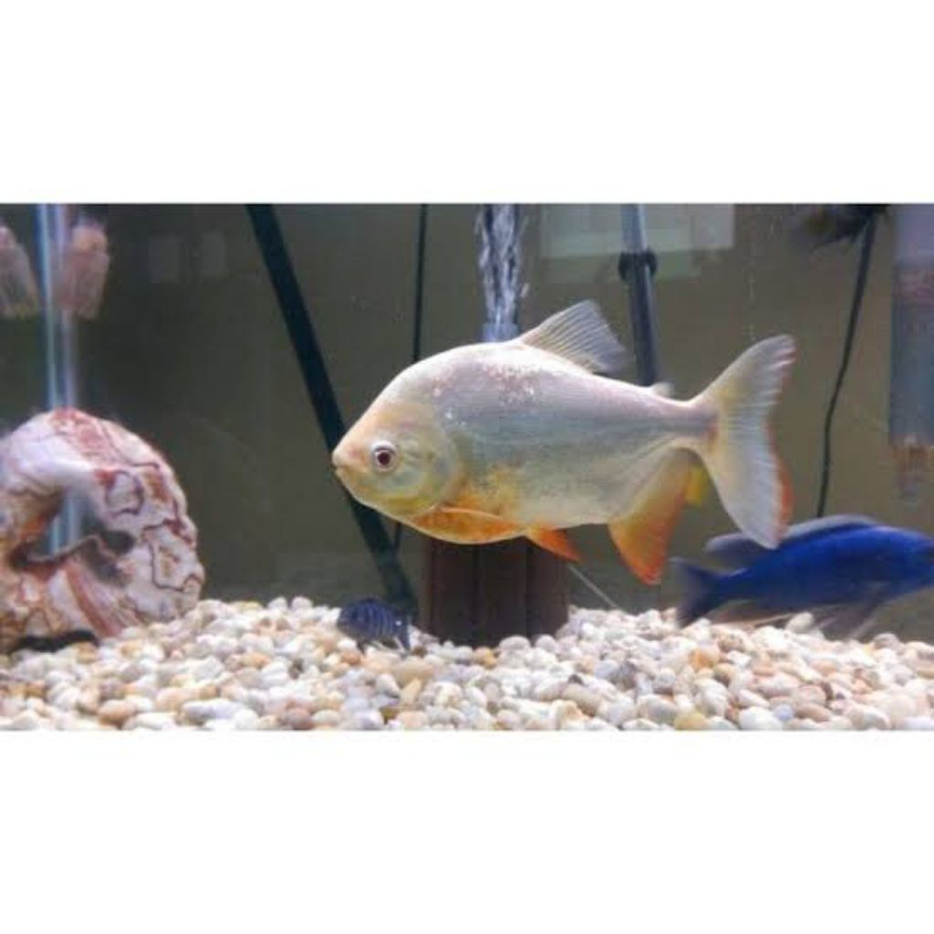 hiasan aquarium pacu albino