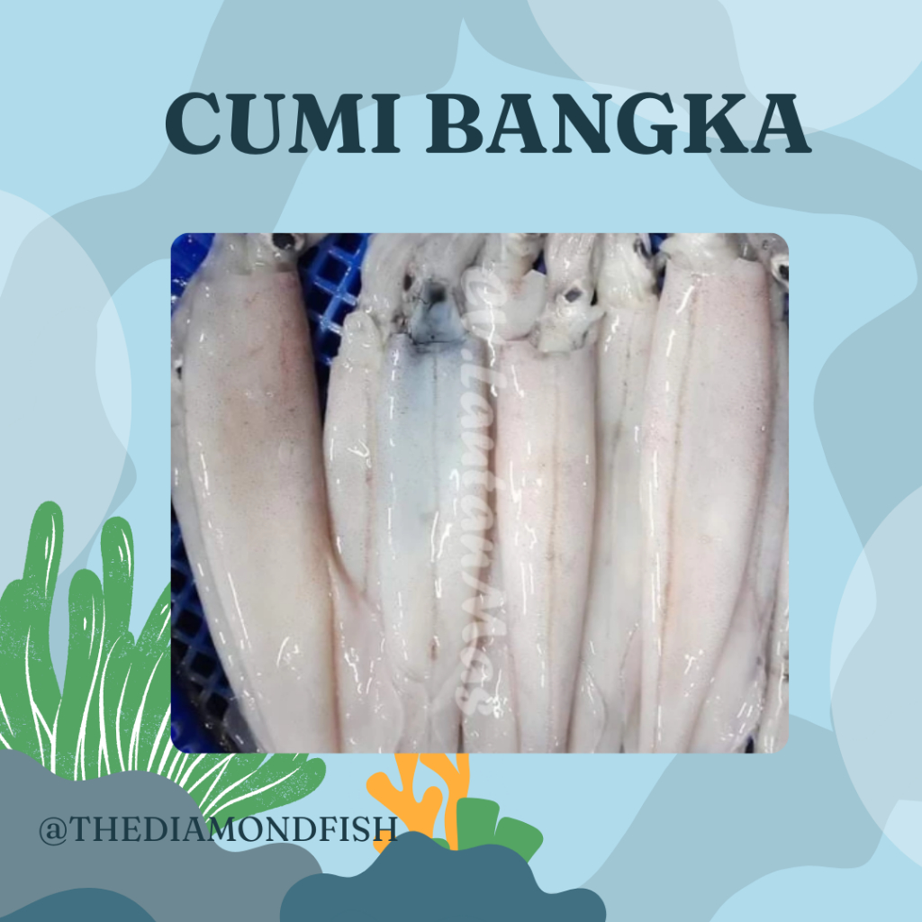 Cumi Bangka 1Kg Cumi Bangka Segar Cumi Jumbo Cumi Besar Seafood Cumi Cumi Segar
