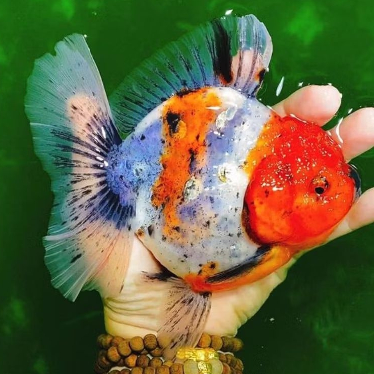 ikan koki oranda calico short tail gemoy 12cm