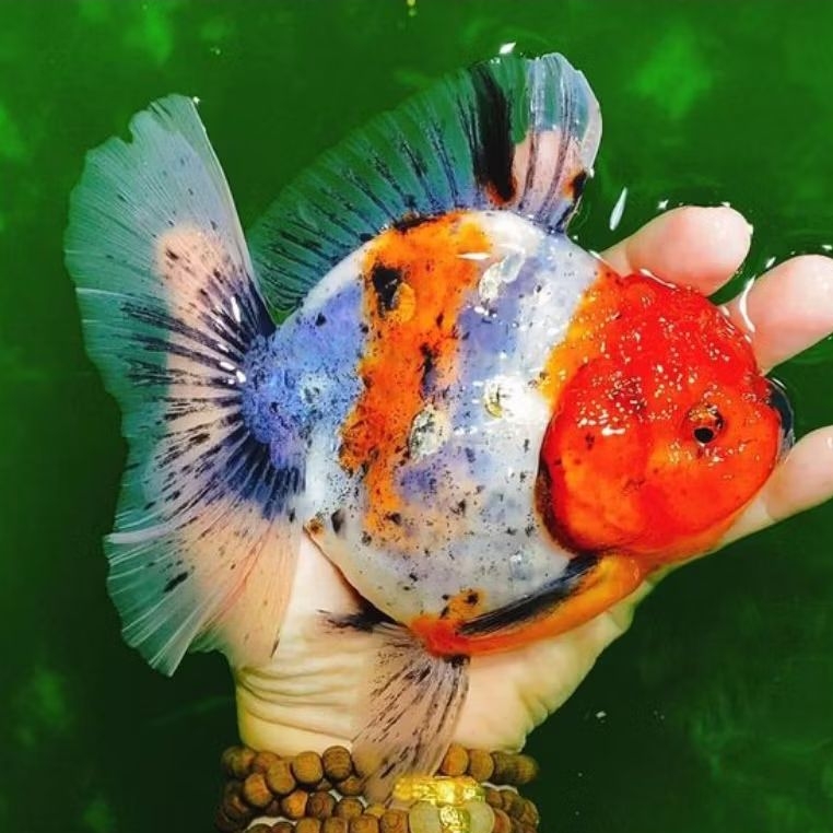 ikan koki oranda calico short tail gemoy 12cm