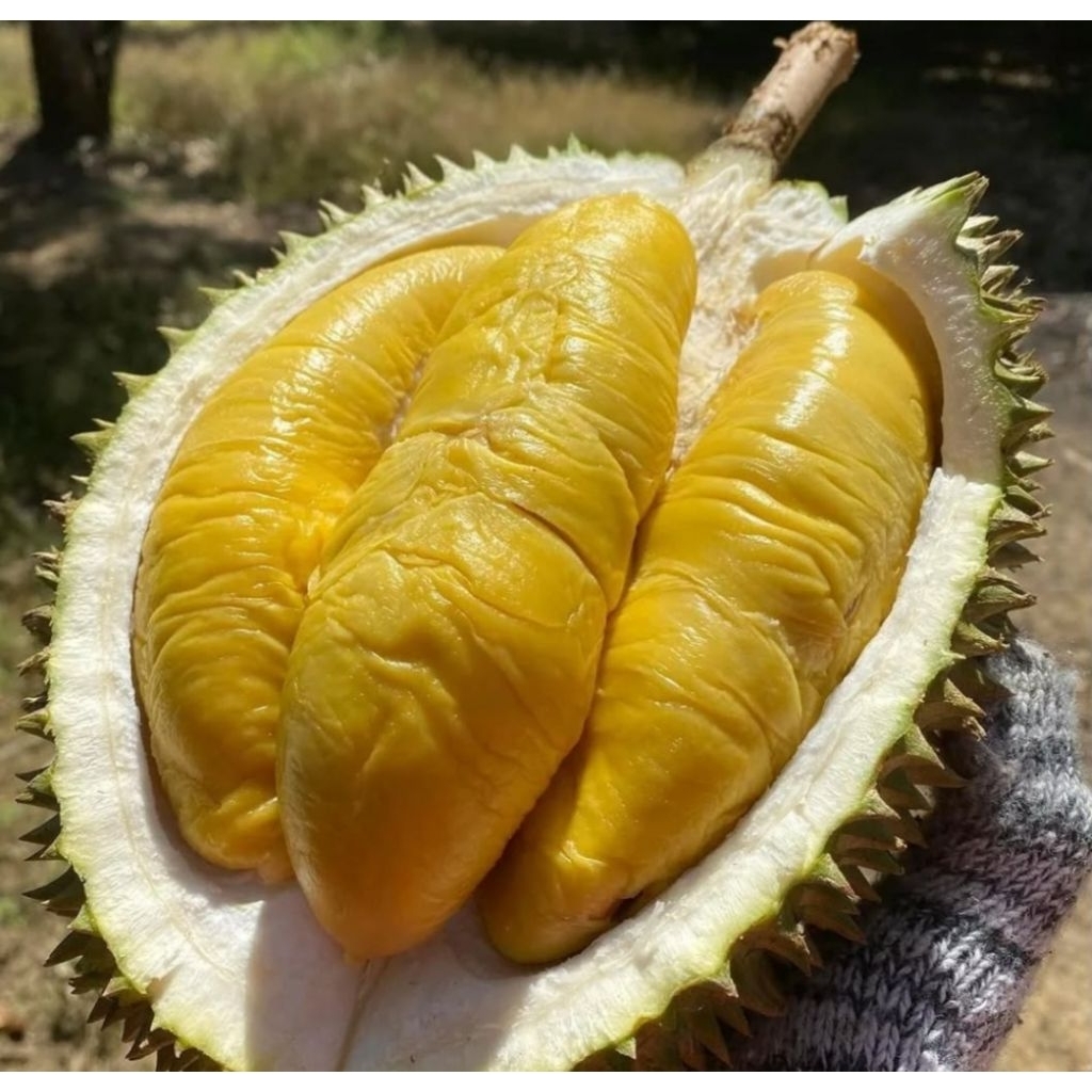 Bibit Durian Musangking Kaki 3 Tinggi 85cm Batang Besar
