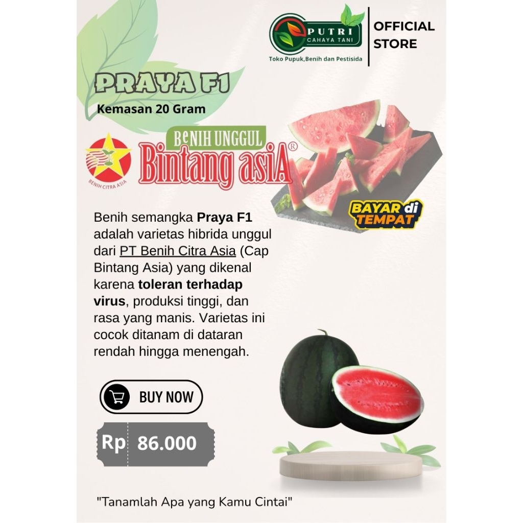 Benih Semangka PRAYA F1 Kemasan 20 Gram Bintang Asia