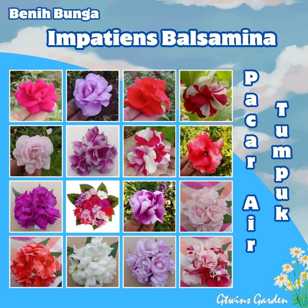 GG | 10 Benih Bunga Pacar Air Tumpuk  Impatiens Balsamina Varian
