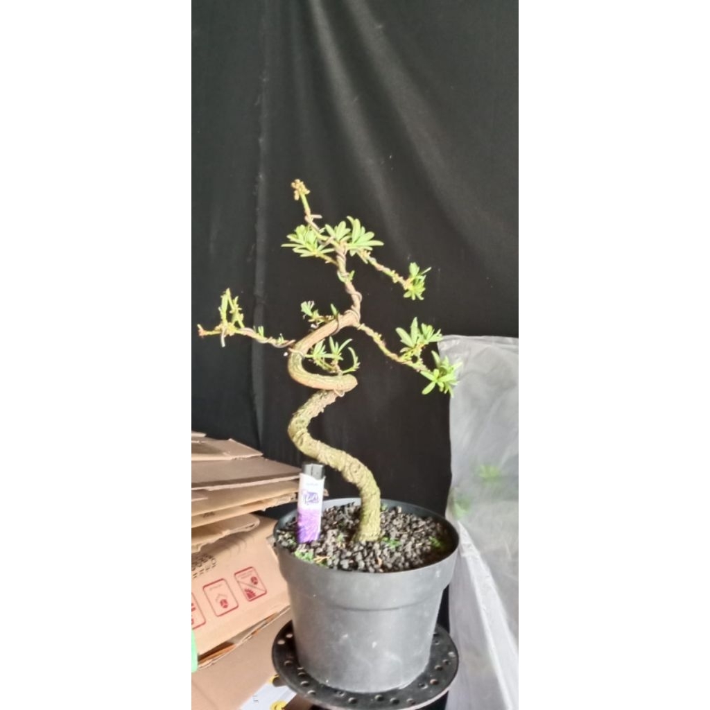 Bahan Bonsai Lohansung Pucuk Kuning Ori/ Lohansung Pupus Kuning Ori