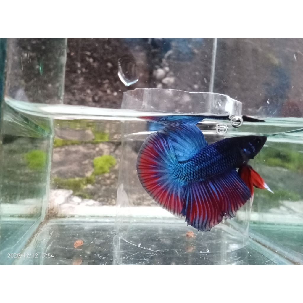 hiasan kamar cupang hmpk avatar