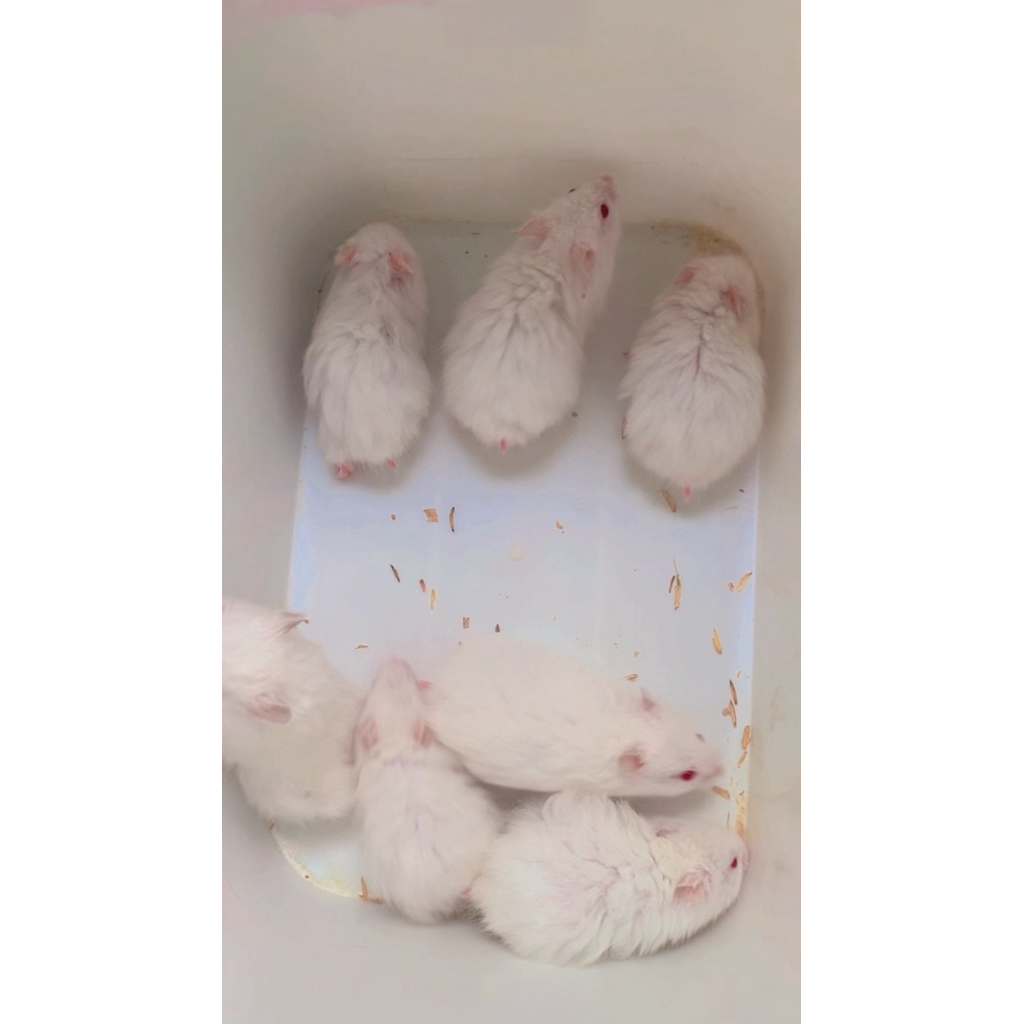 hamster syrian warna putih bulu anggora