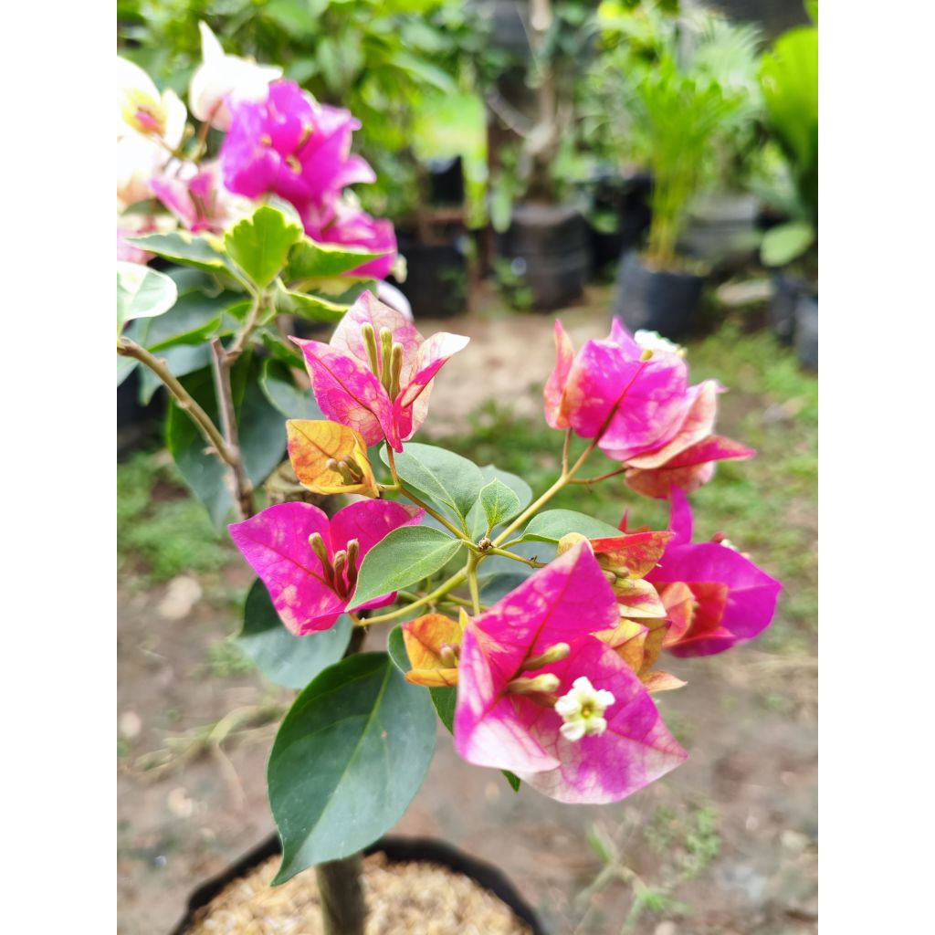 Tanaman bougenville Golden Rao batang ori