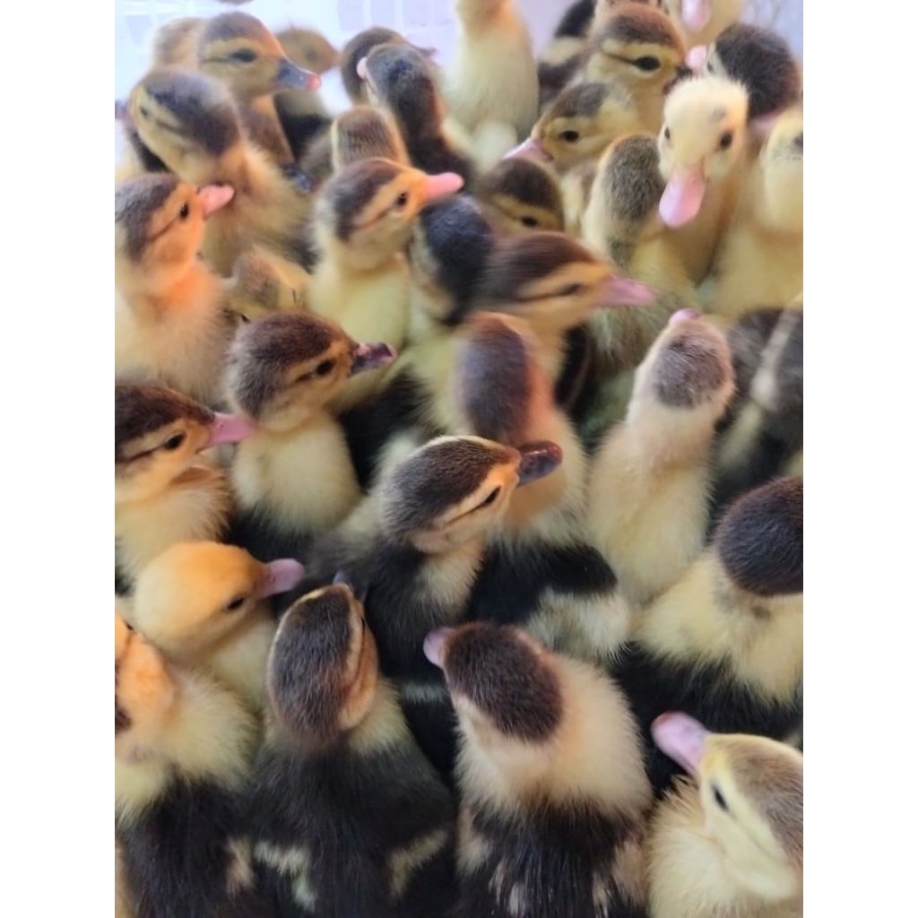 Bibit Entok - Anak Entok - DOD Entok