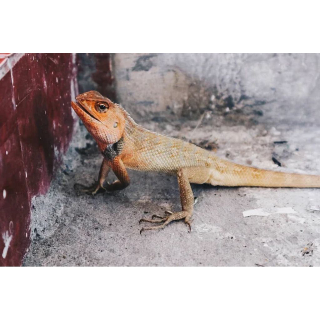 bunglon ukuran besar harga/ekor umpan reptil