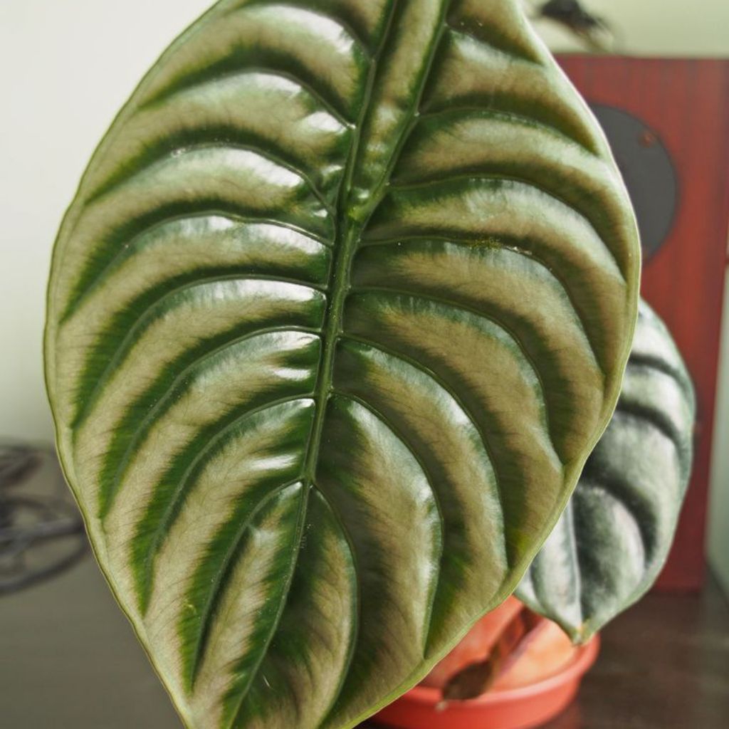 alocasia cuprea/keladi tengkorak hitam/raga manusia