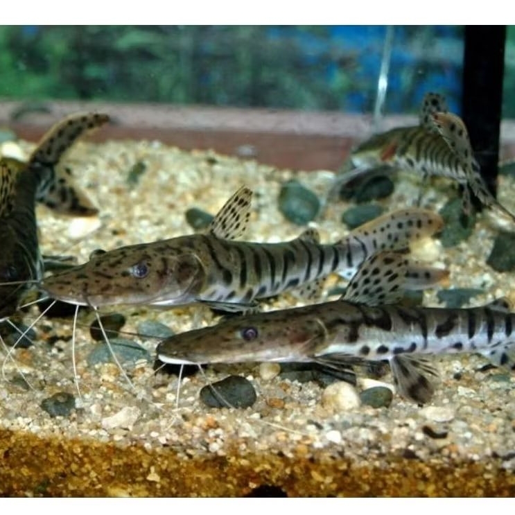 Tiger Shovelnose Catfish 12-14cm