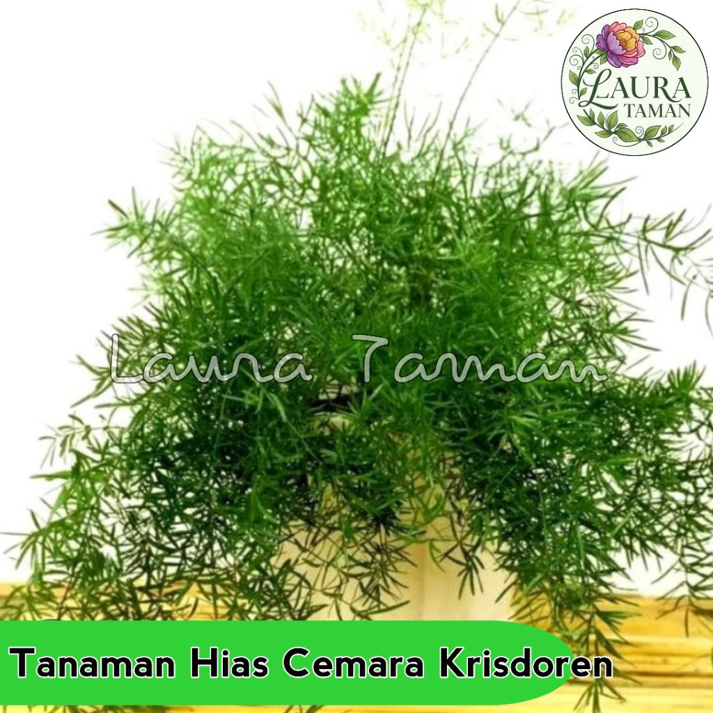 Tanaman Hias Asparagus Cemara Krisdoren Pohon hidup Hias Cemara Krisdoren
