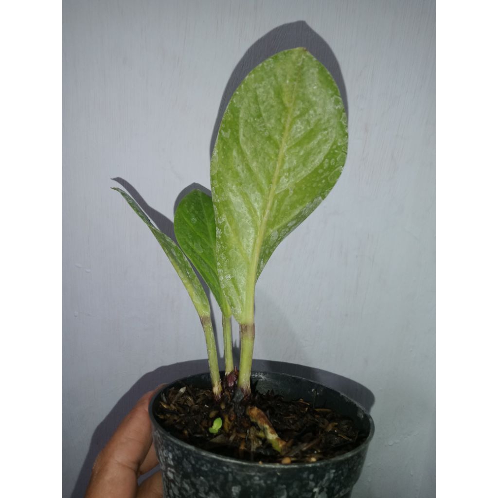 Anthurium Jemani eka varigata (trah pink)