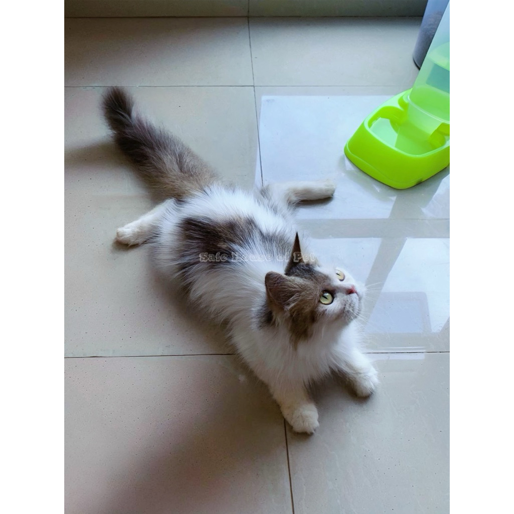 Boneka Kucing Persia Lucu