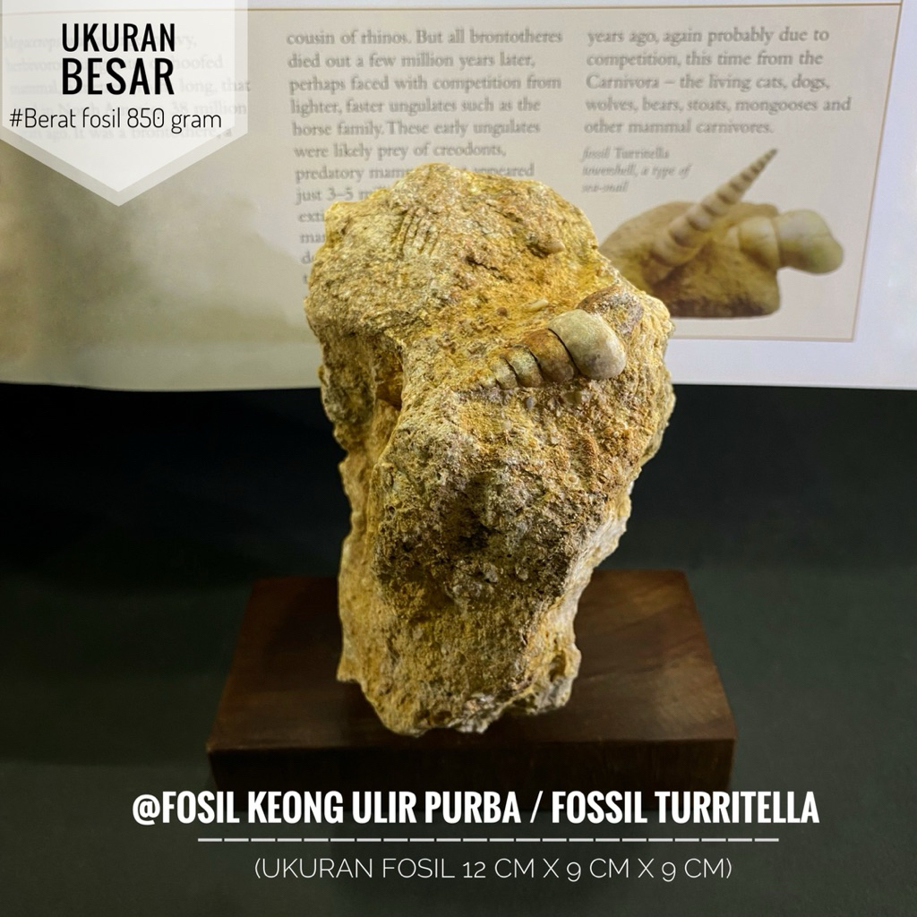 Bongkahan Fosil Keong Ulir Purba Natural B92 atau Fossil Turritella atau Fosil Kerang atau Fosil Tem
