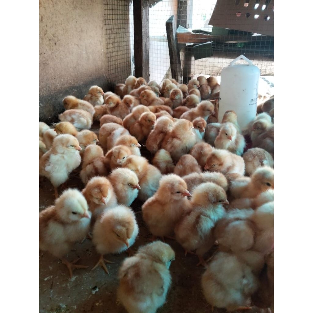 Ayam Telor - Bibit Ayam Petelor - Ayam Petelor - DOC Petelor