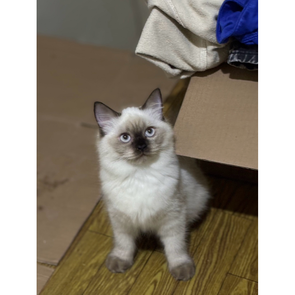 kitten mix ragdoll betina