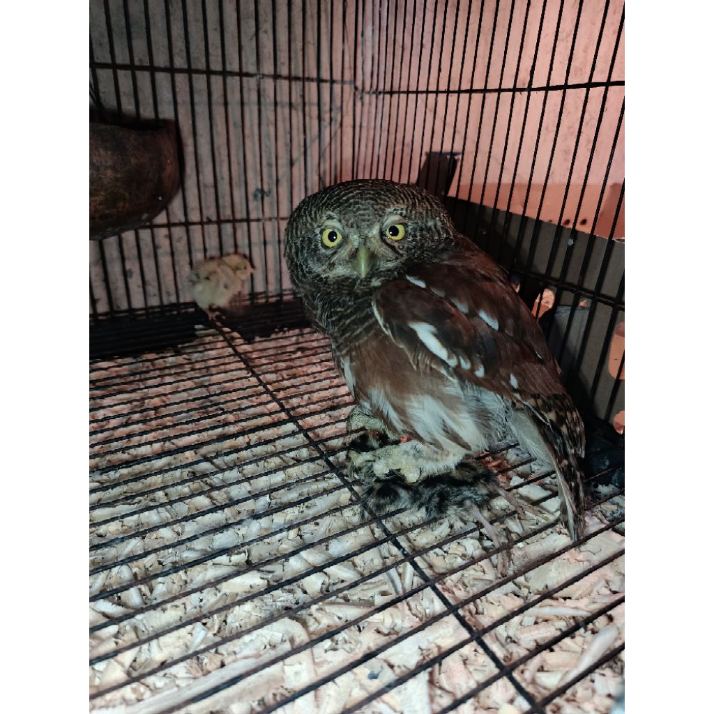 JAVAN OWLET JUVE REMAJA