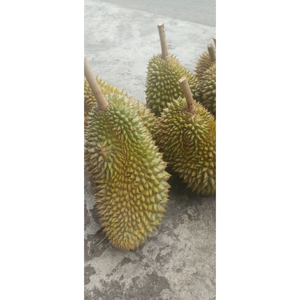 DURIAN MONTHONG