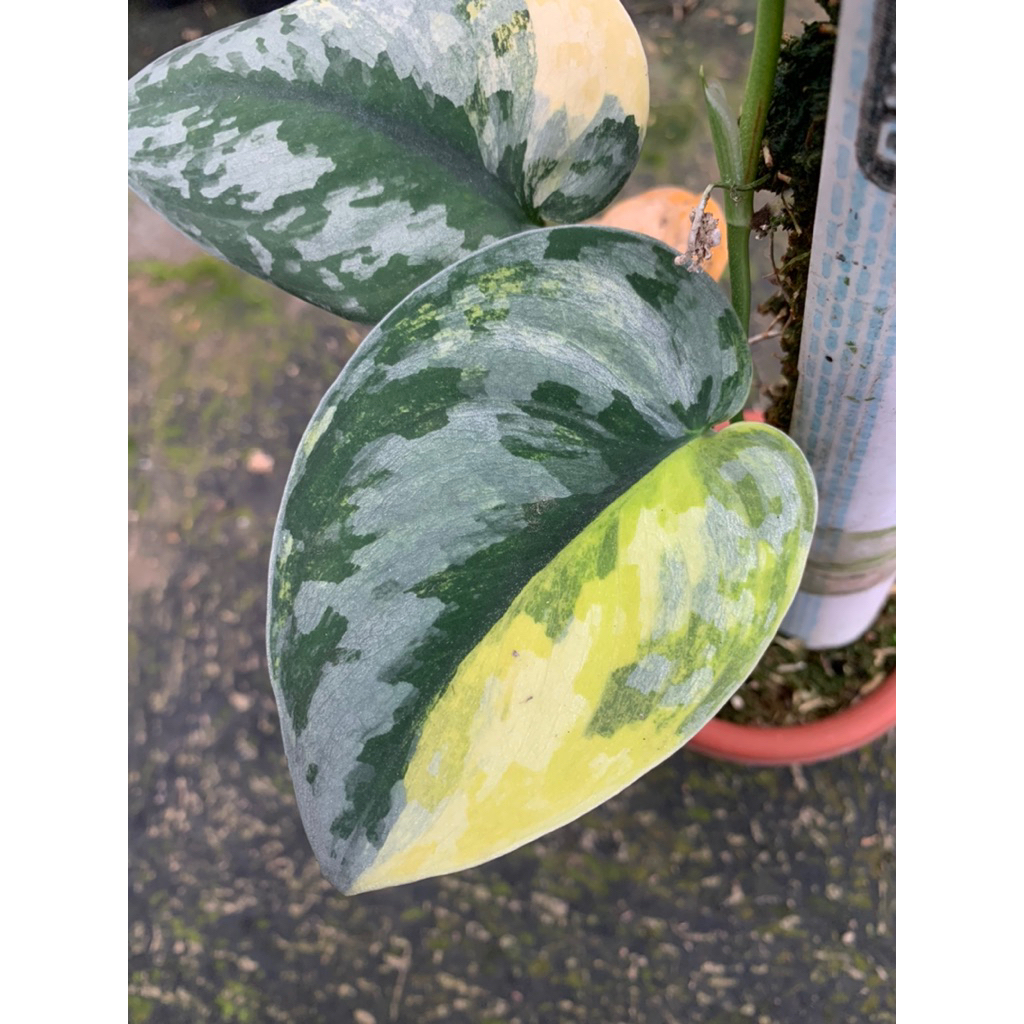 scindapsus bakudapati varigata