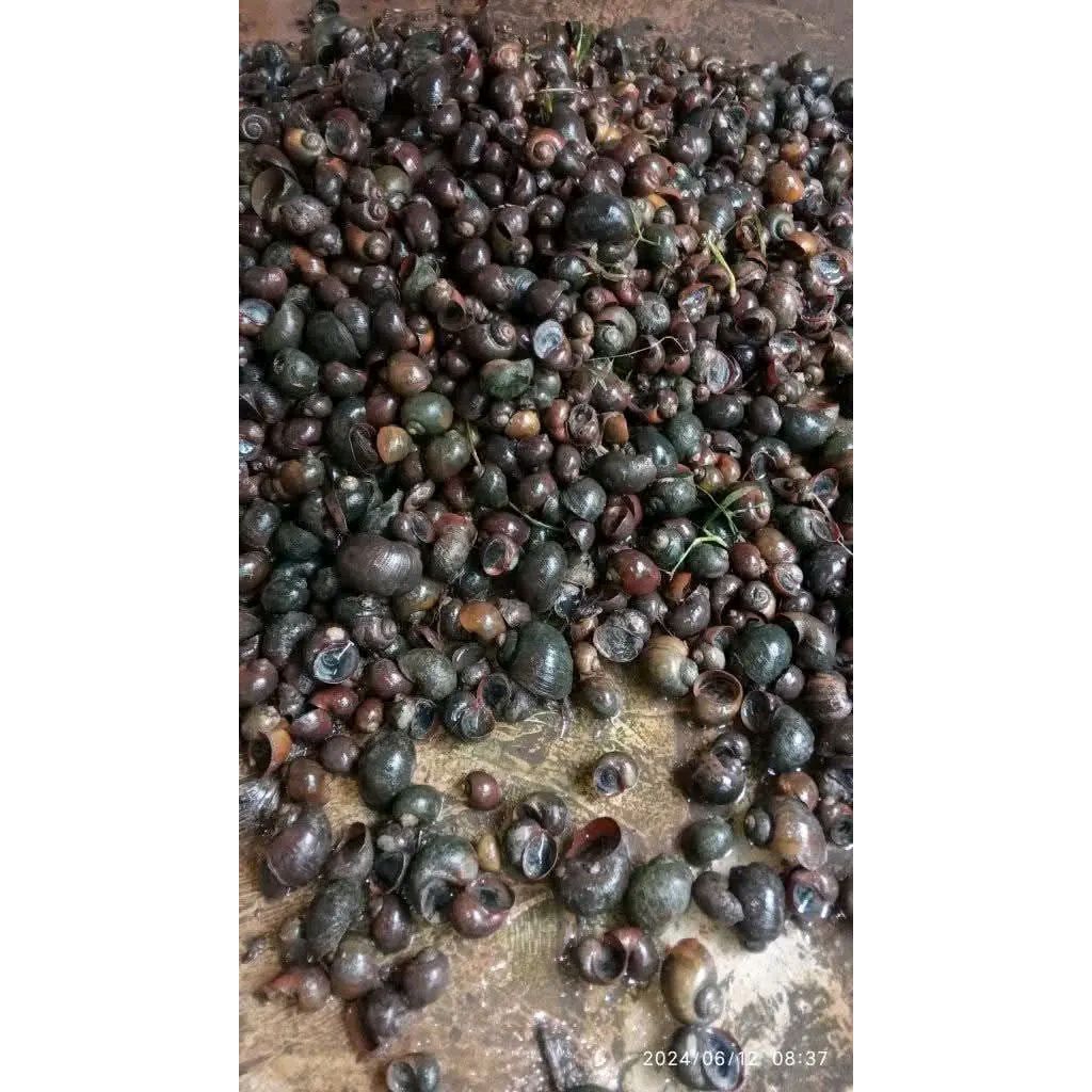 keong sawah hidup 1kg