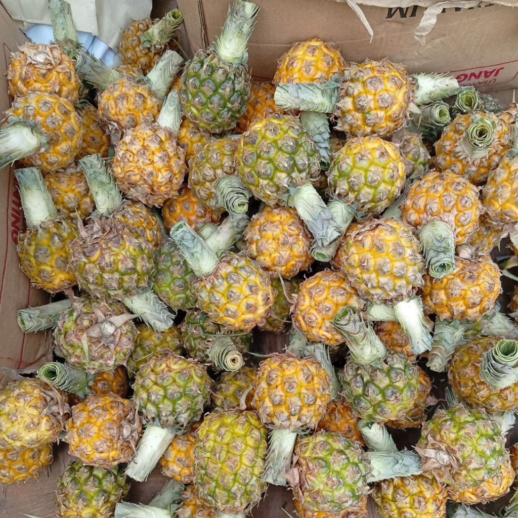 Nanas Madu Pemalang