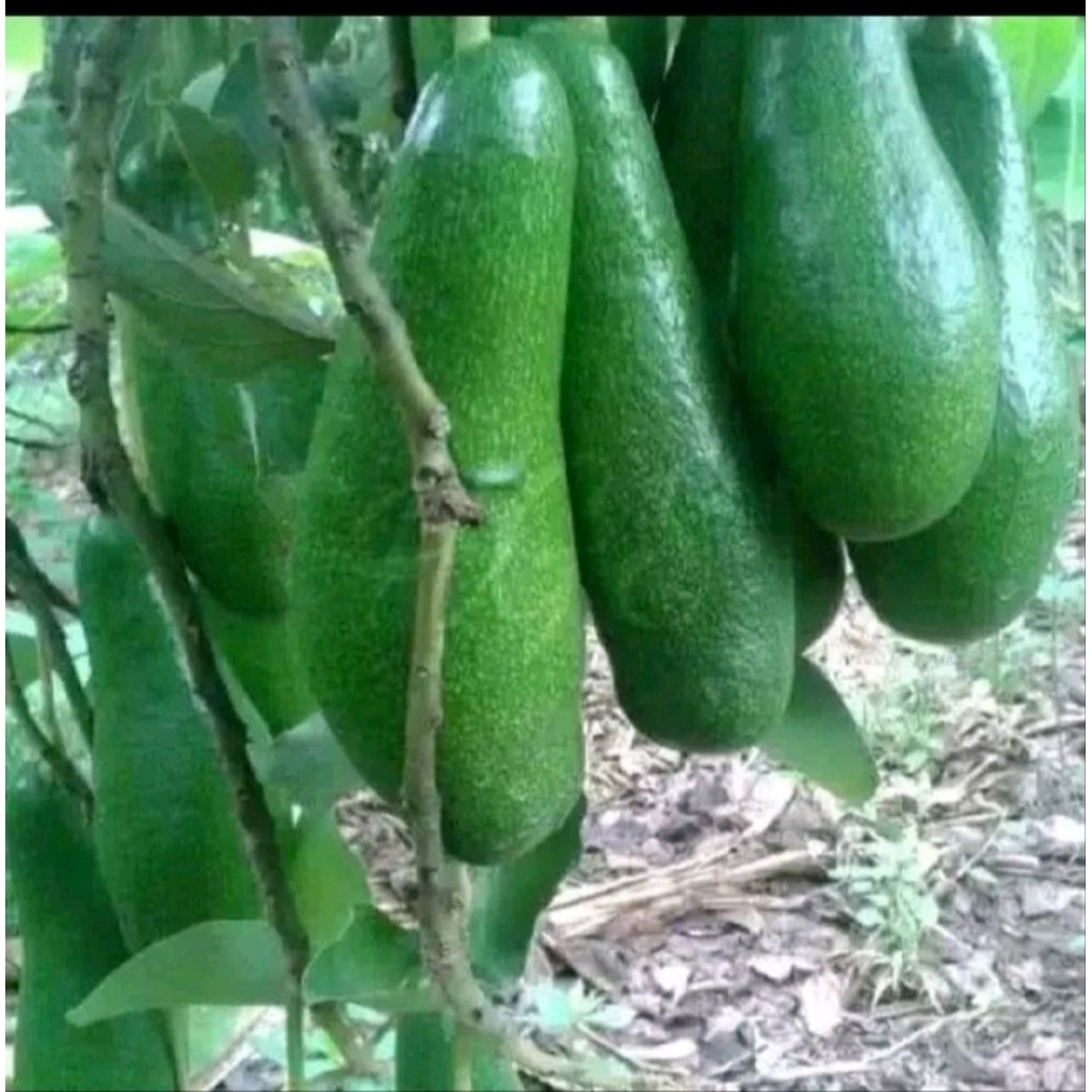 bibit alpukat kelut super okulasi