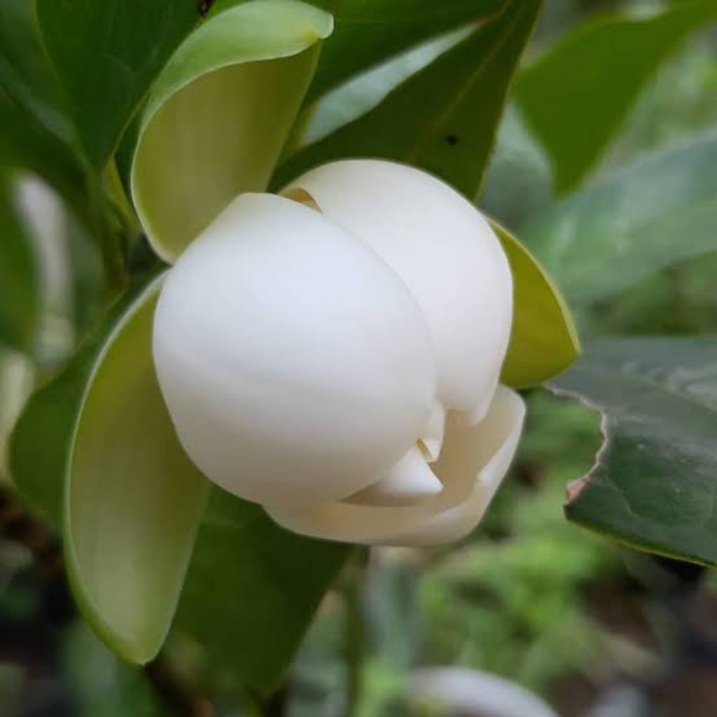 Tanaman Cempaka Telur Putih