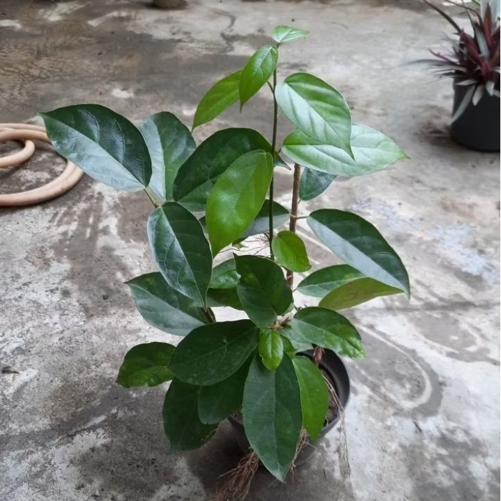 Tanaman bibit anakan Cincau Cirebon asli jumboo khusus lokasi batam