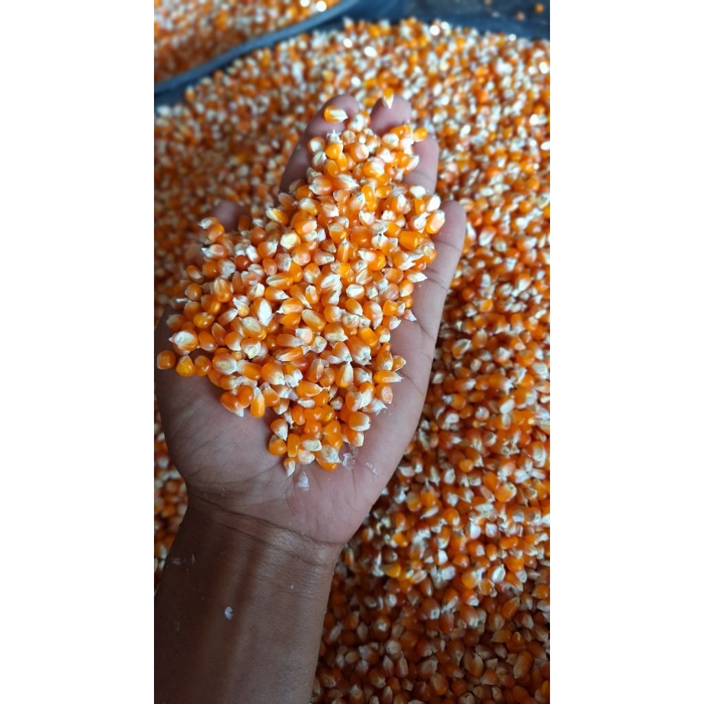 Jagung madura kristal super|pakan merpati|pakan burung dara|pakan ayam|benih 5 kg