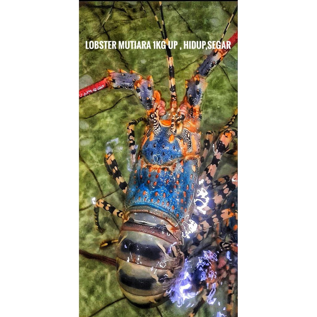 lobster mutiara hidup ukuran 1,5 ,1,6,1,7 up