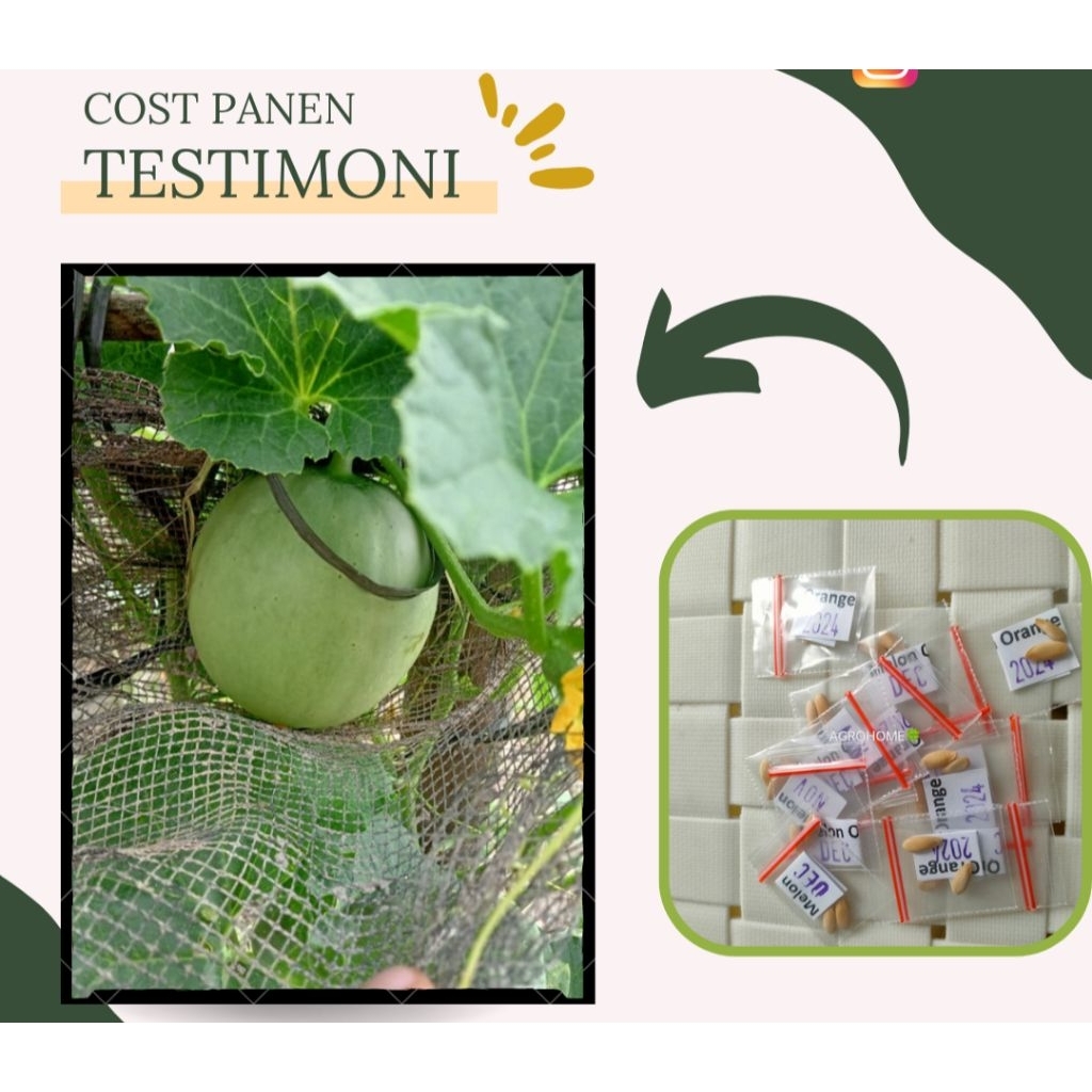 BENIH MELON MADU HIJAU