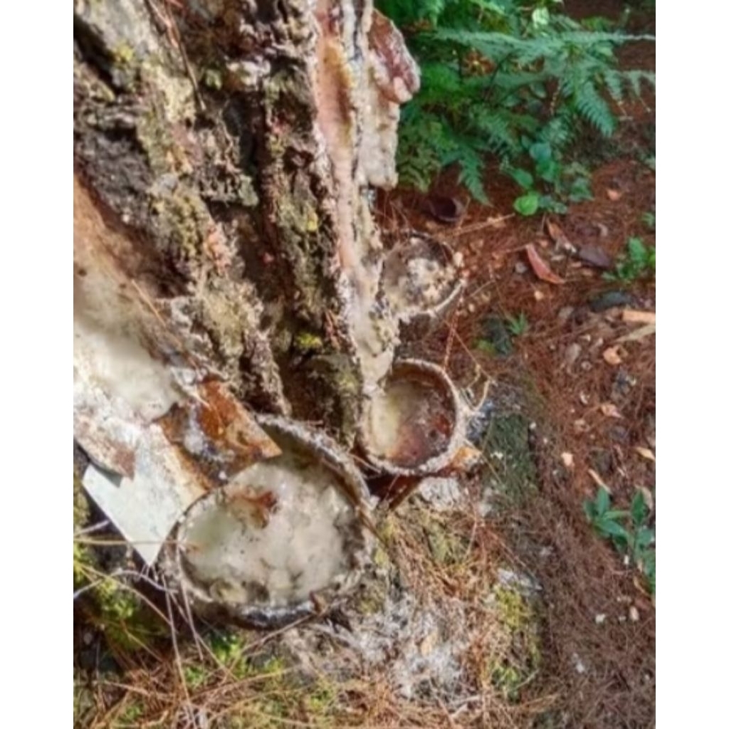 getah pinus resin mentah 500 gram