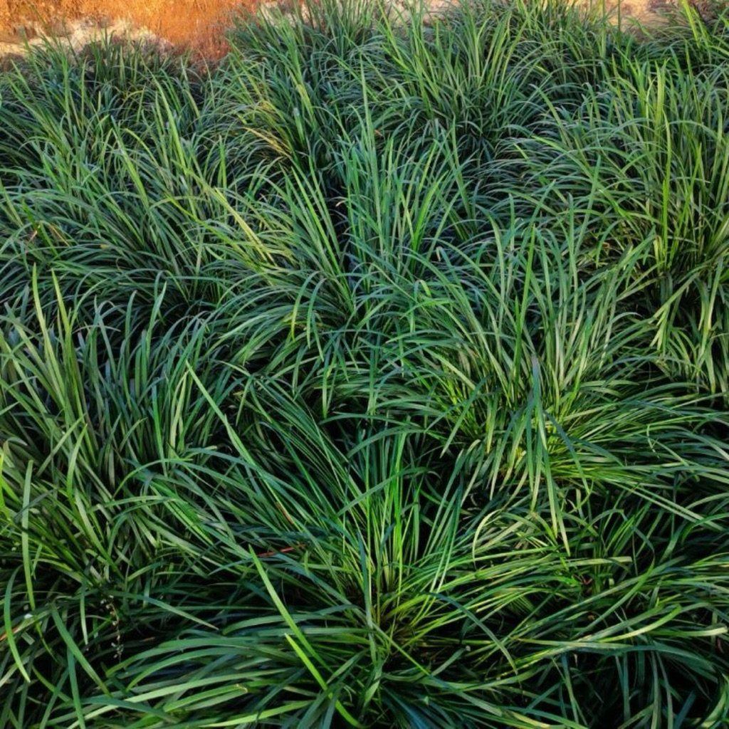 Rumput Mondo/ Monkey Grass (Ophiopogon japonicus)