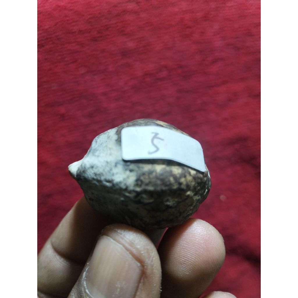 muncang jalim misteri pak Atang sagara original