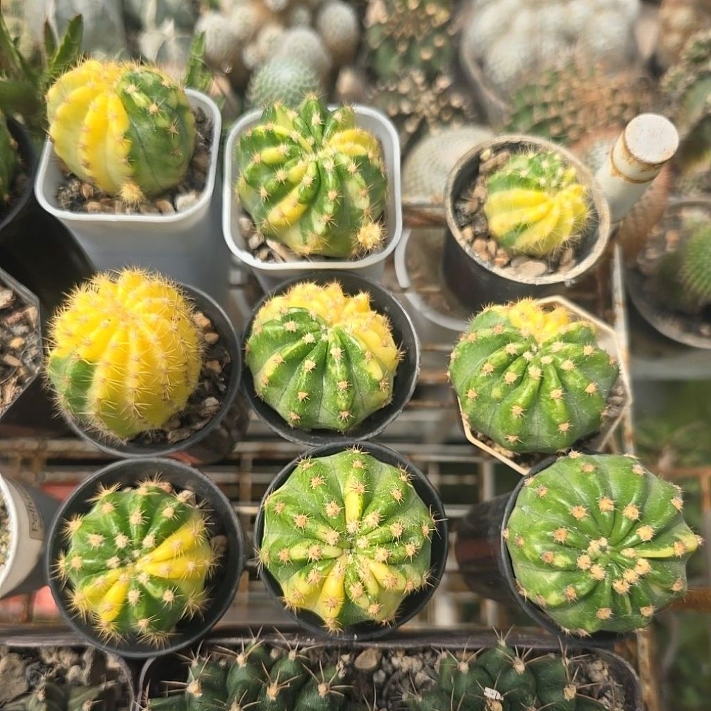 kaktus echinopsis variegata
