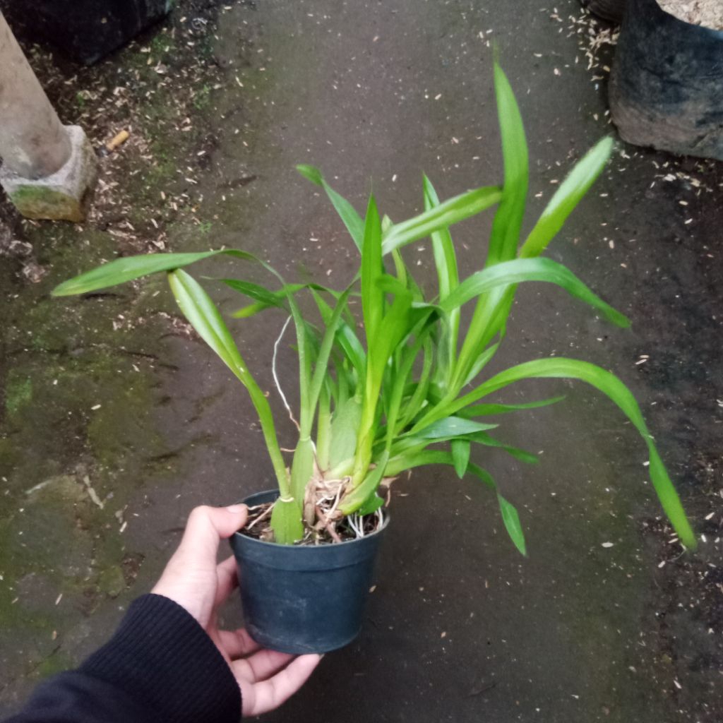 Bibit bunga anggrek oncidium golden shower warna kuning