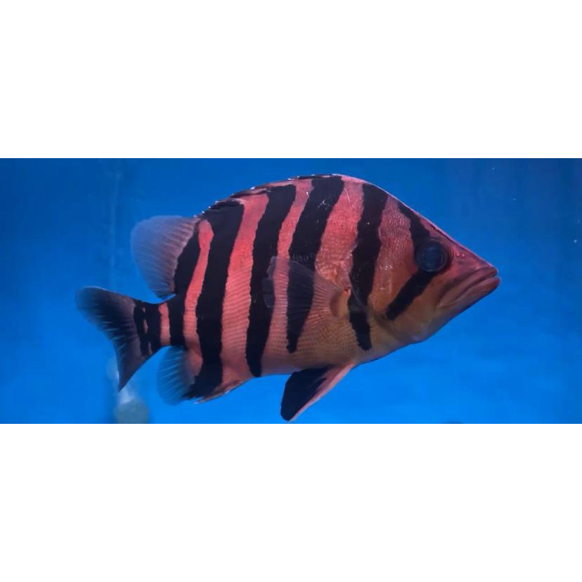 Datz 4 Bar size 21cm