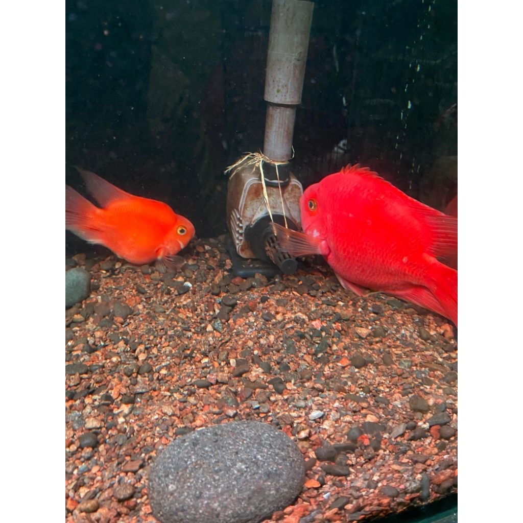 patung Parrot kingkong jeruk