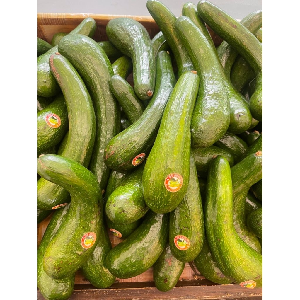 Alpukat Mentega Sab Jumbo 1 Kg