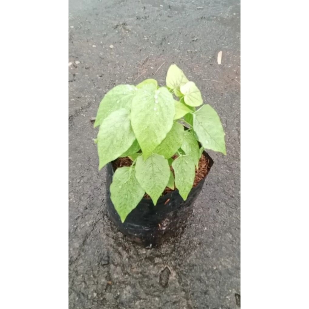 pohon markisa manis konyal