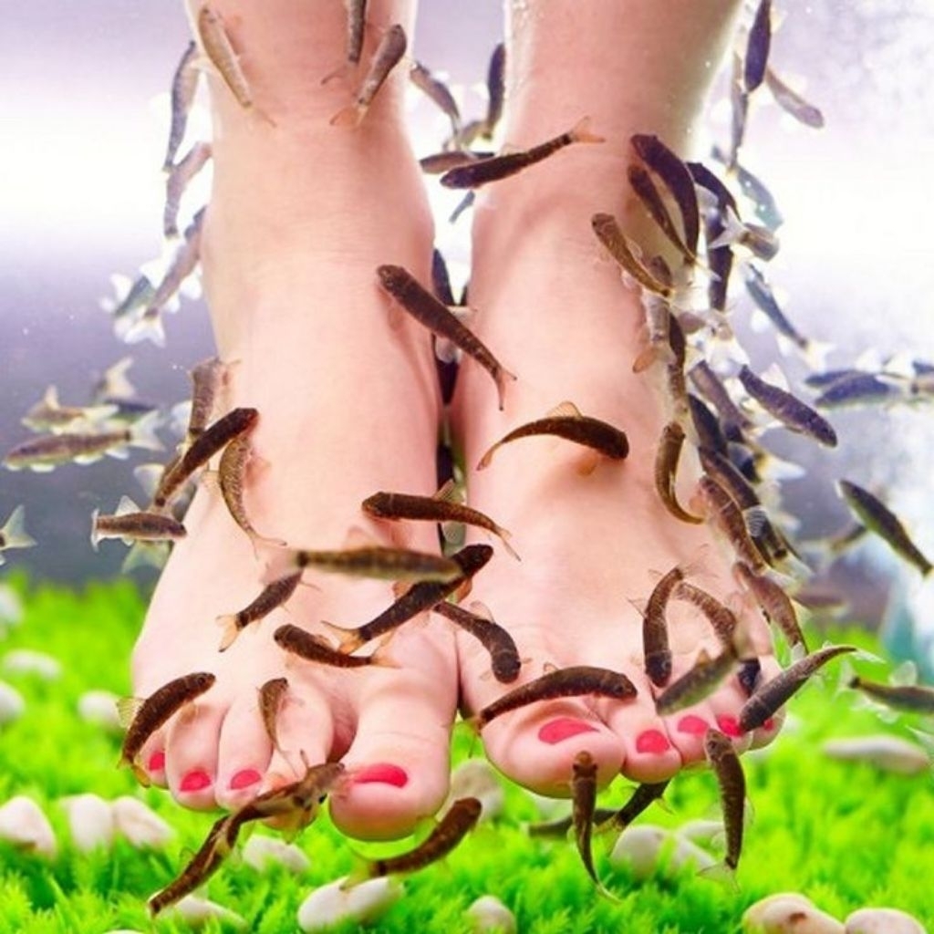 HIASAN-GARARUPA TURKY IKAN TERAPI-paket isi 50 ekor