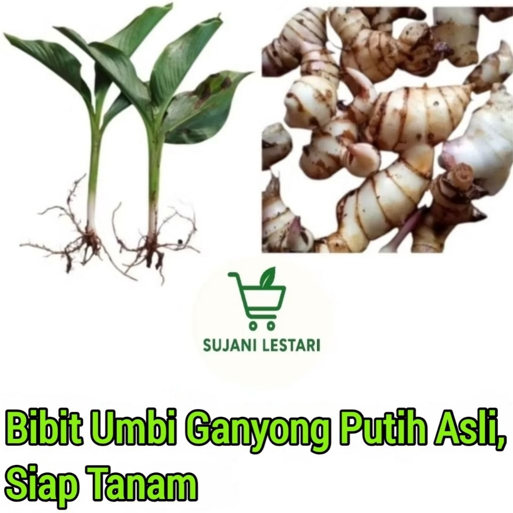 Bibit Tanaman Ganyong Putih,Siap Tanam - SUJANI LESTARI