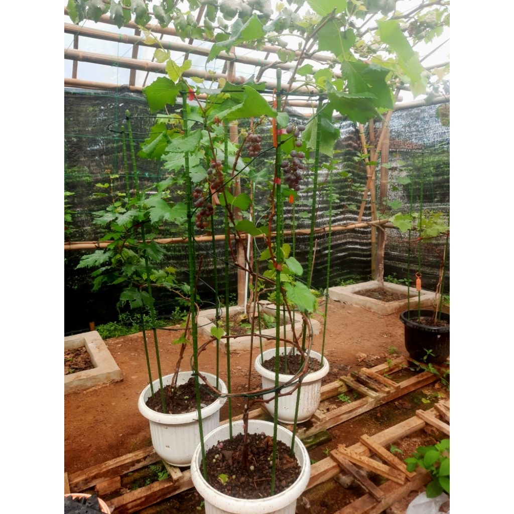 Tabulampot Anggur Berbuah