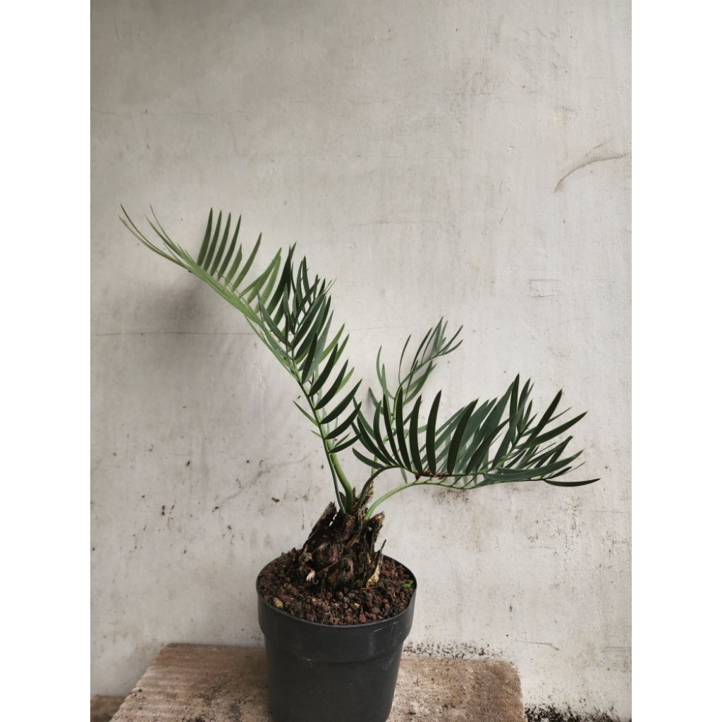 Encephalartos dolomiticus